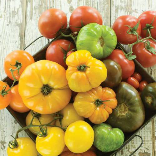 Tomate en mélange gros fruits - Bio