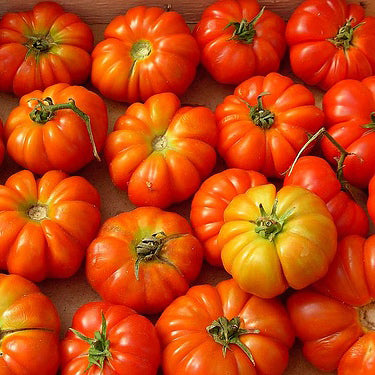 Tomate beefsteak Rosso Sicilian - Bio