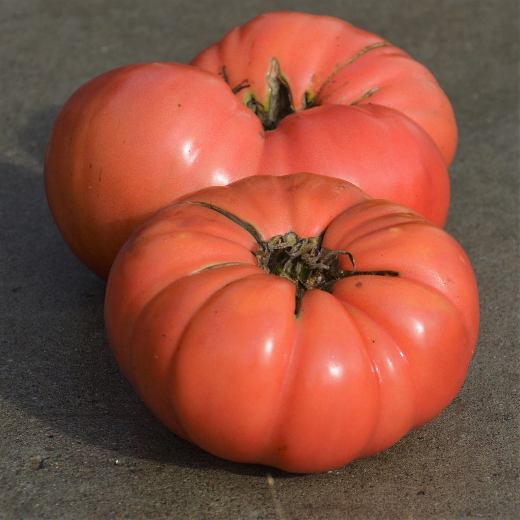 Tomate beefsteak Dester - Bio