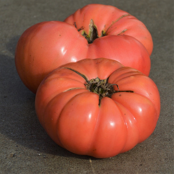 Dester Beefsteak Tomato - Organic – Jardins de l'écoumène