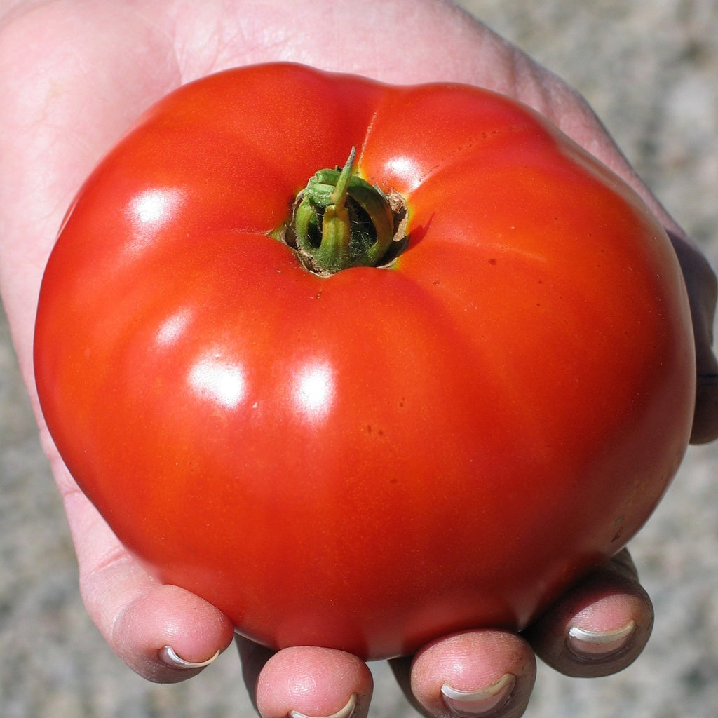 Standard type determinate growth habit tomatoes – Jardins de l