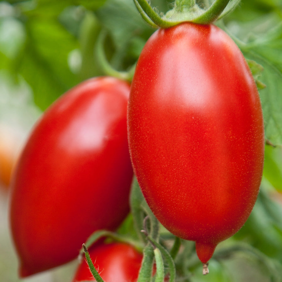 Tomate italienne Amish - Bio