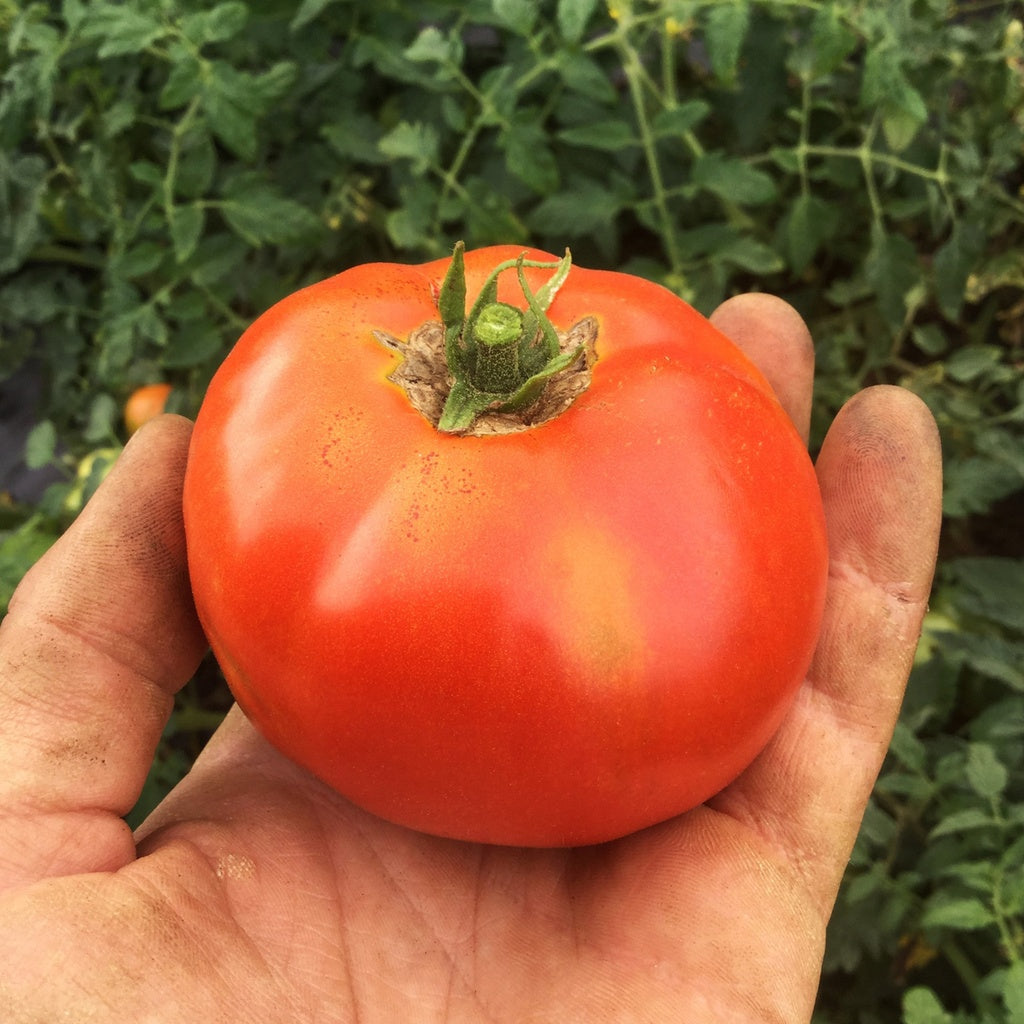 Tomate standard Merveille des Marchés - Bio