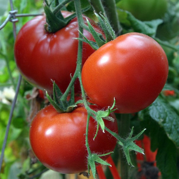 Tomate standard Montreal Tasty - Bio