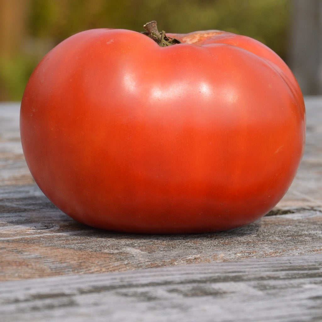 Tomate standard Rose de Berne - Bio