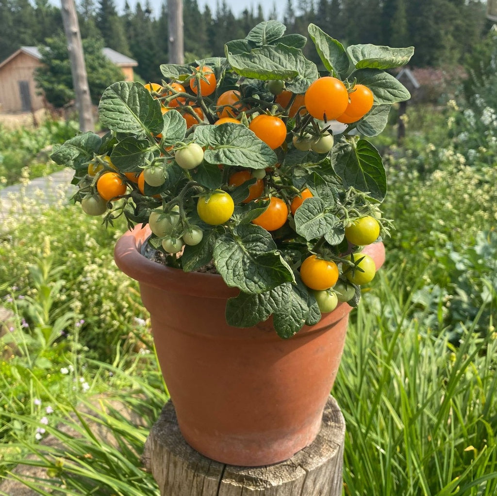 Tomate cerise Orange Hat - Bio