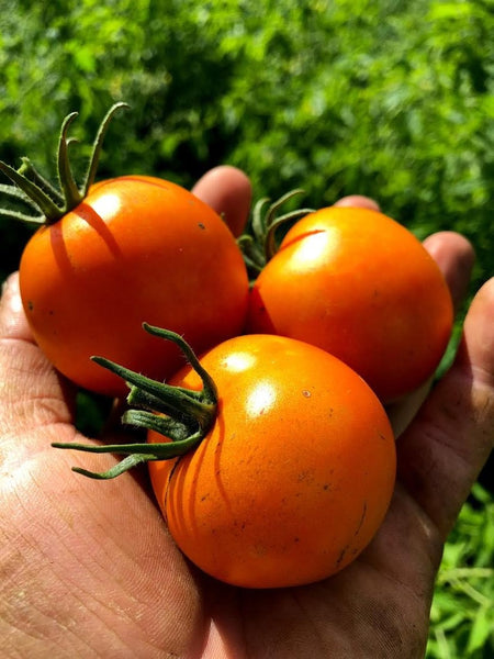 Paquet tomate naine jaune - tomate de balcon - 4 variétés - 20+ graines