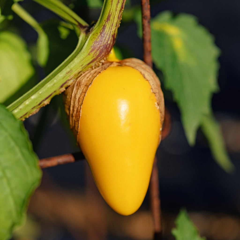 Tomatillo Queen of Malinalco - Bio