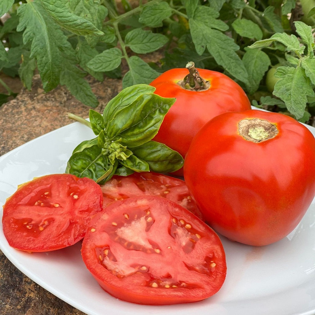 Tomate standard Muscat - Bio