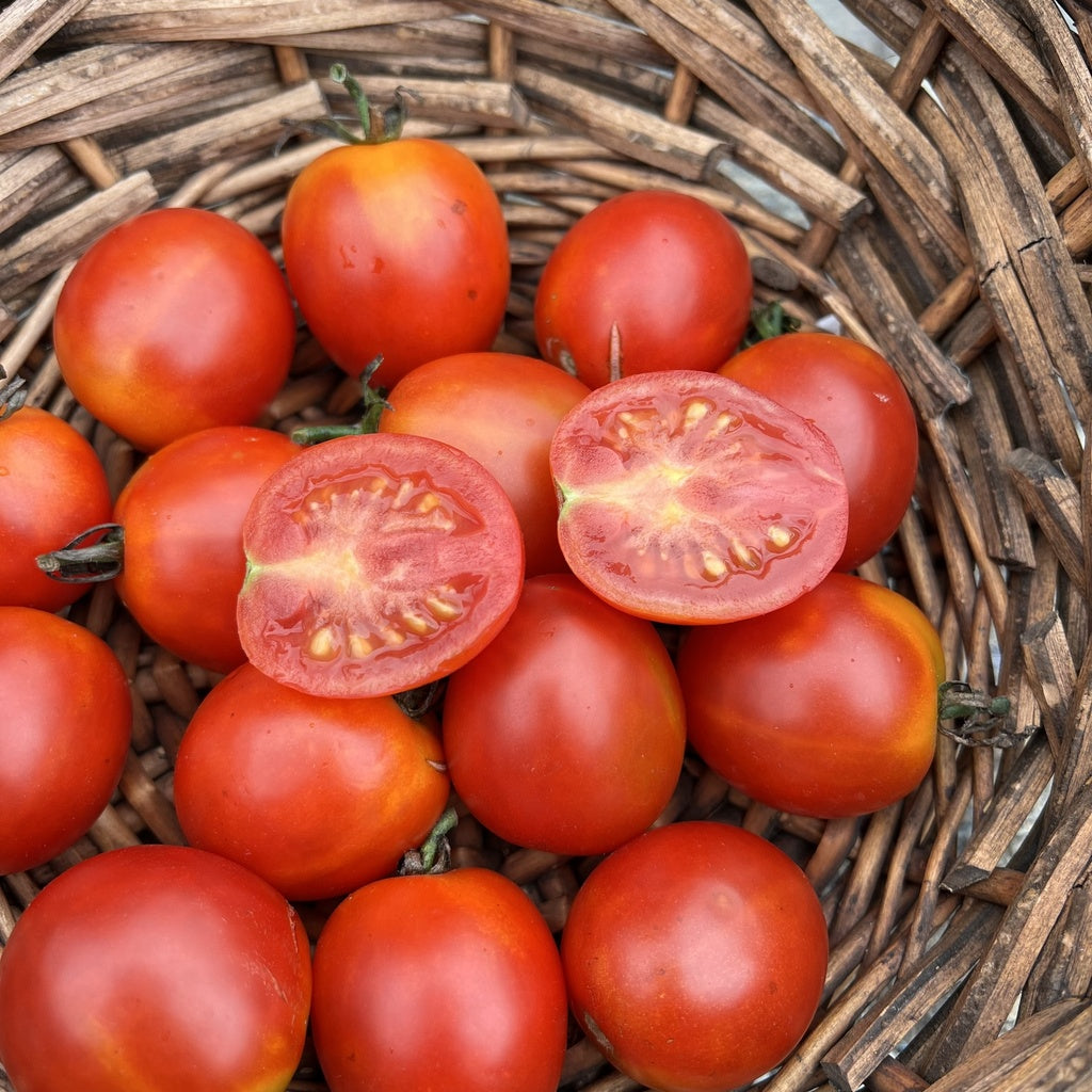 Tomate cerise Early Cherry - Bio
