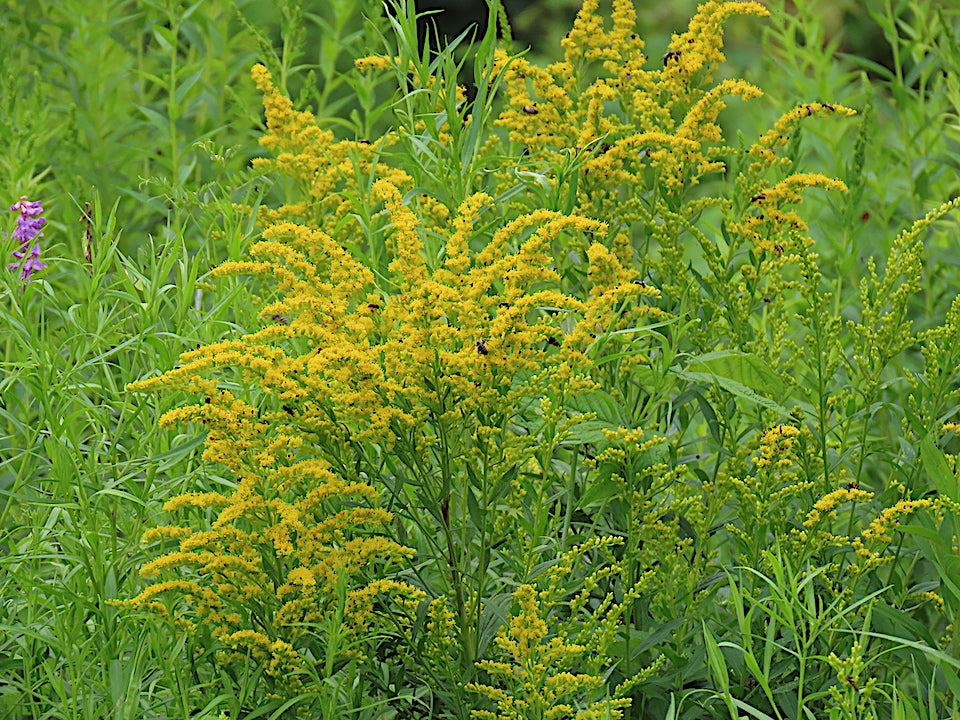 Goldenrod