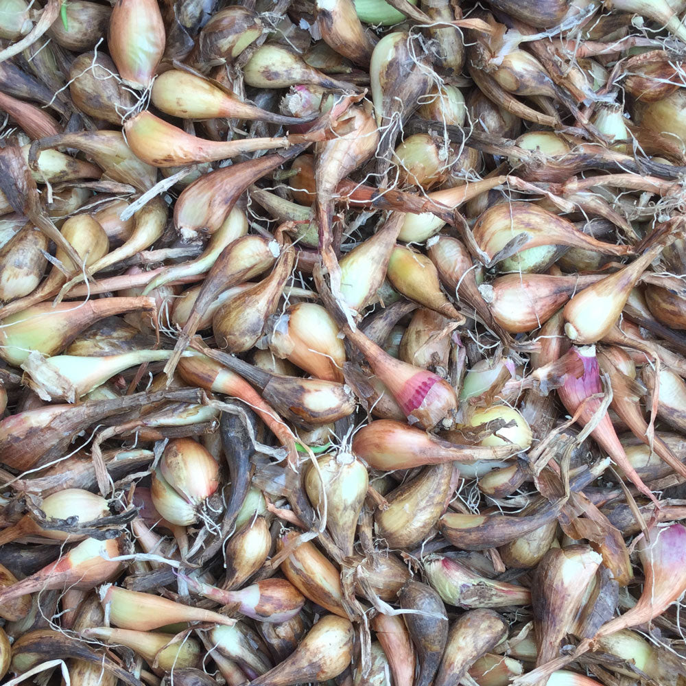Échalote de Sainte-Anne - Bio