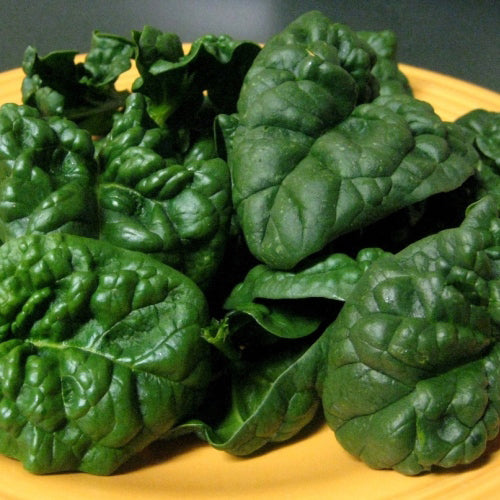 Épinard Bloomsdale - Bio