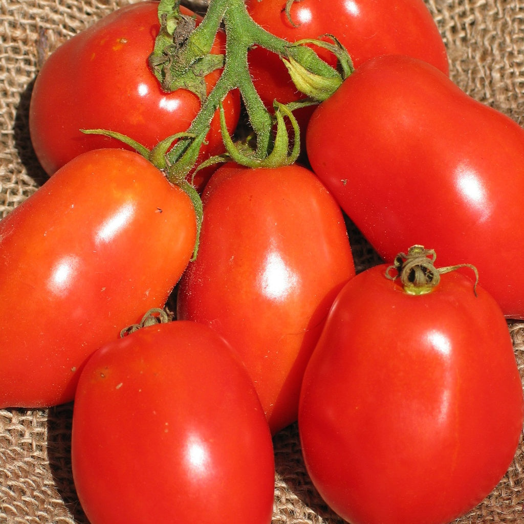 Tomate italienne Ropreco Paste - Bio