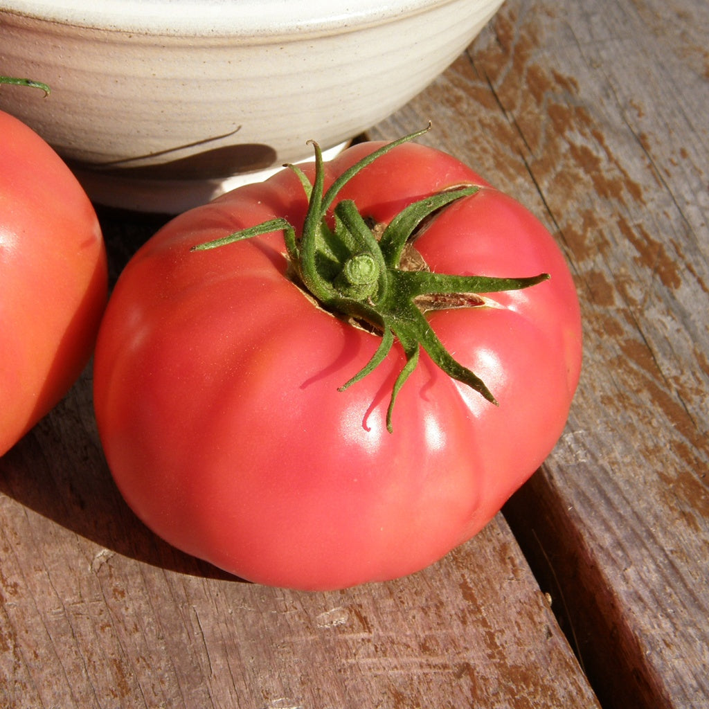 Tomate standard Savignac - Bio