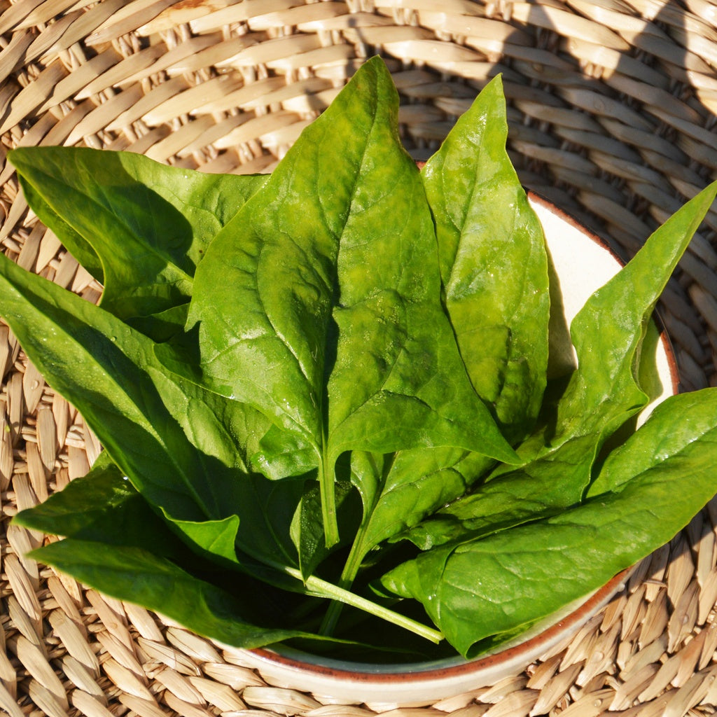 Épinard Verdil - Bio