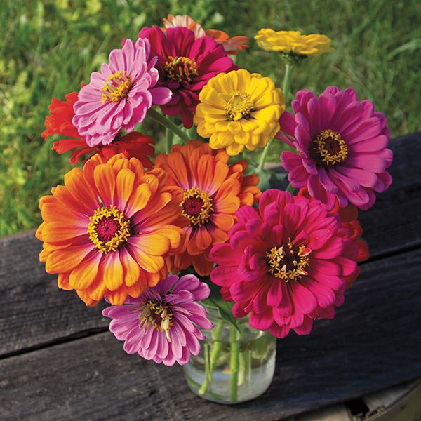 Zinnia Élégant en mélange - Bio