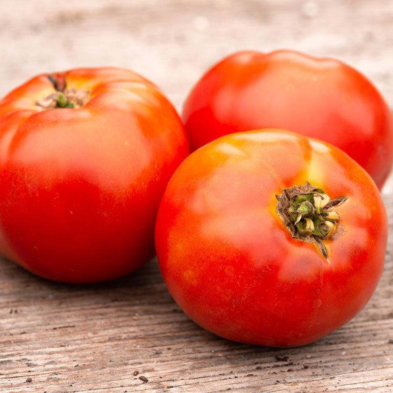 Tomate standard Plourde - Bio