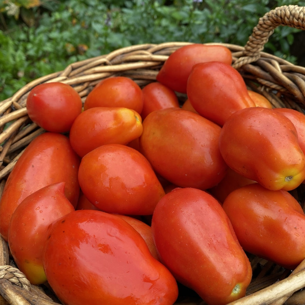 Tomate en mélange italiennes - Bio