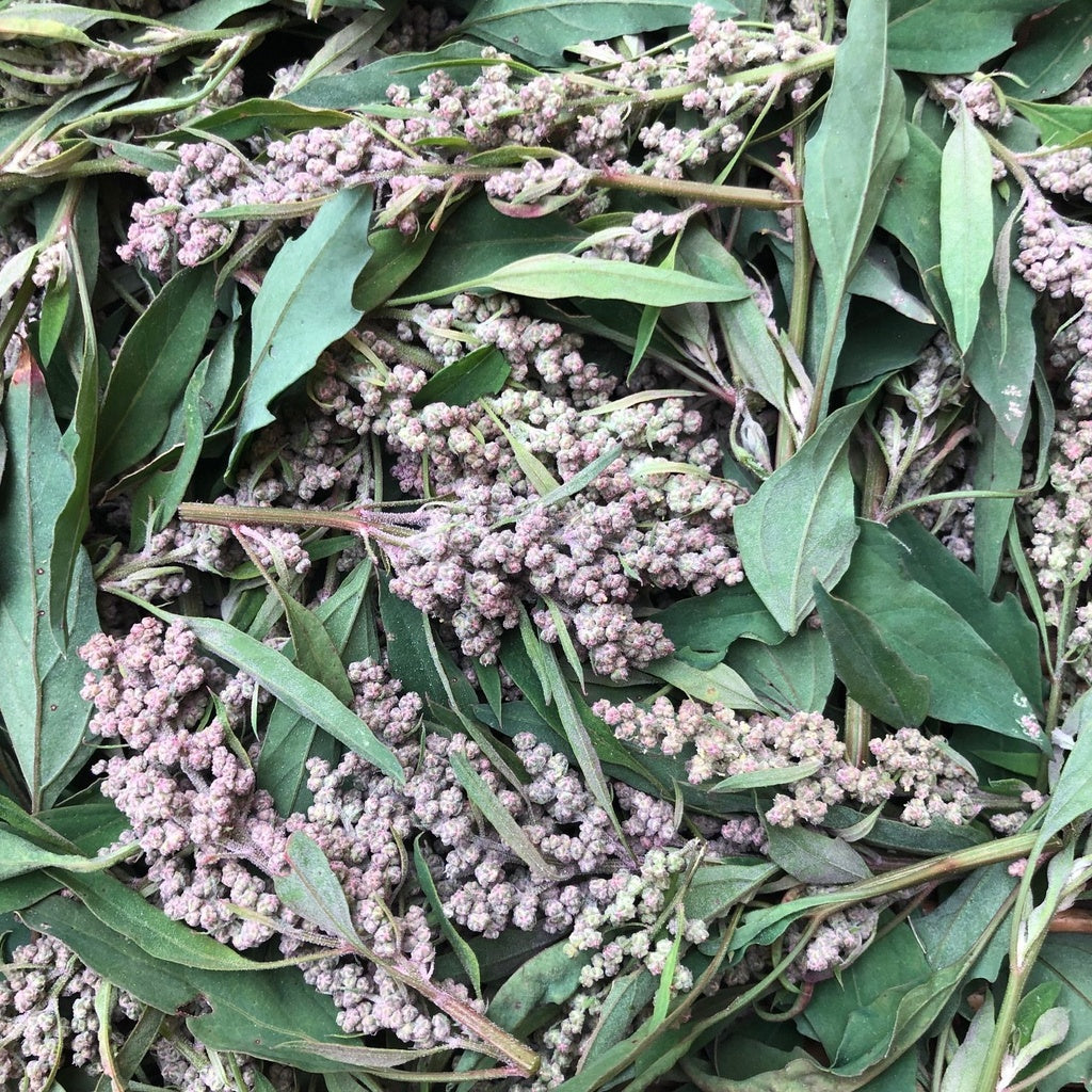 Épinard des Aztèques rouge - Bio