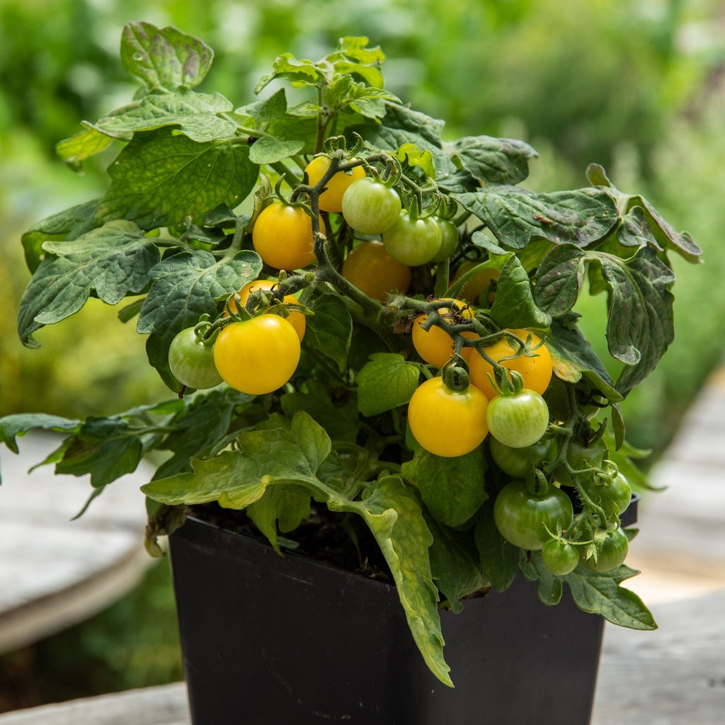 Tomate cerise Yellow Canary - Bio