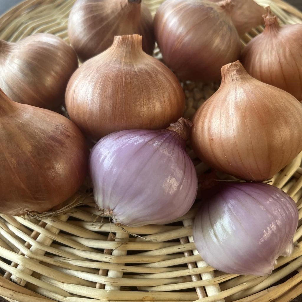 Échalote Val-aux-Vents - Bio