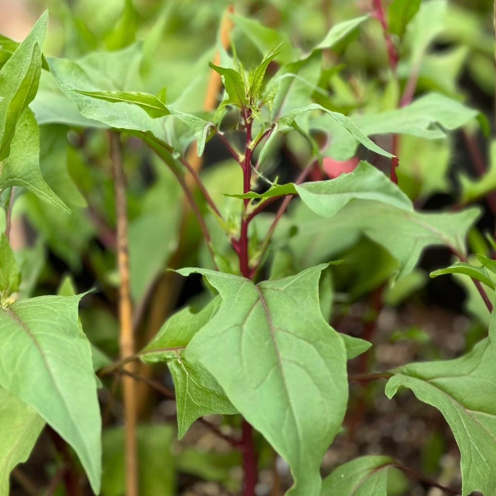 Épinard Akarenso - Bio
