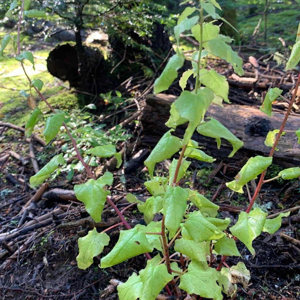 Épinard grimpant du Caucase - Bio