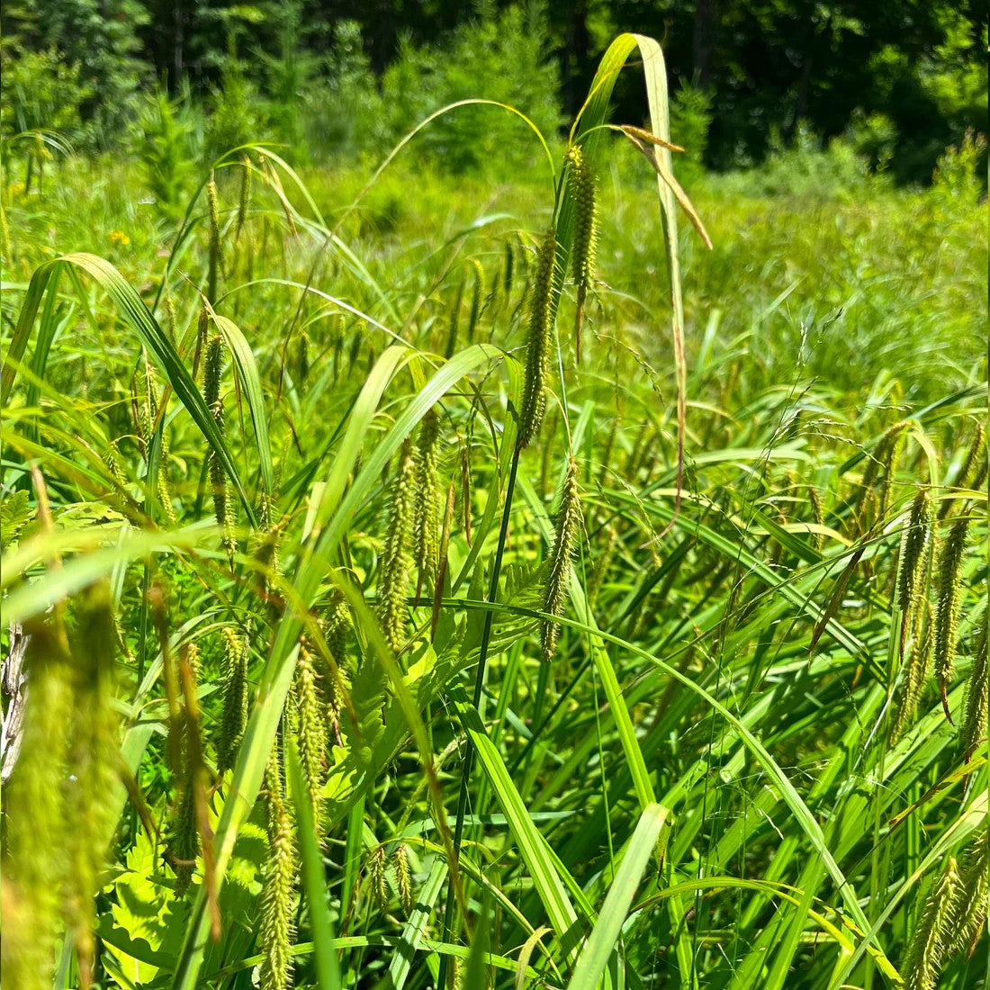 Carex crépu