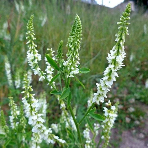 Mélilot blanc