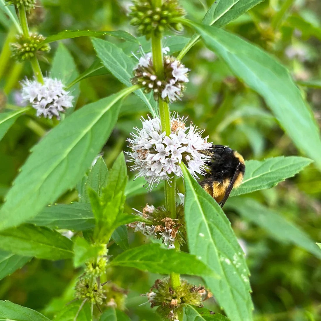 Menthe du Canada
