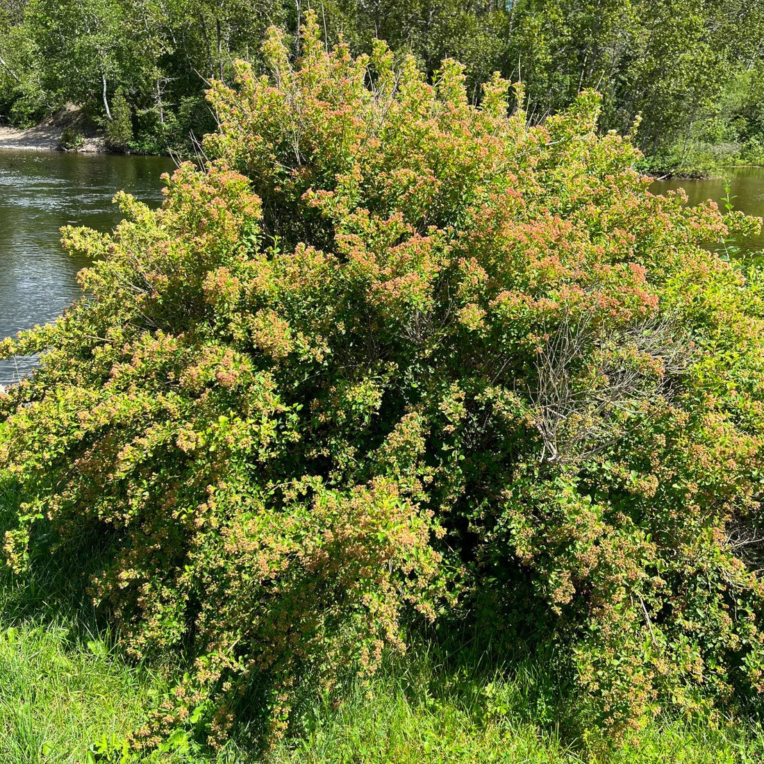 Physocarpe à feuilles d'obier