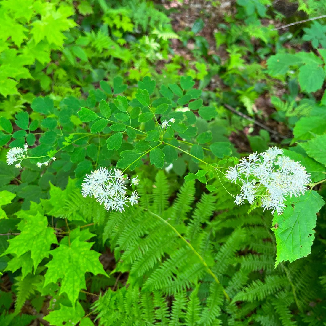 Pubescent meadow-rue
