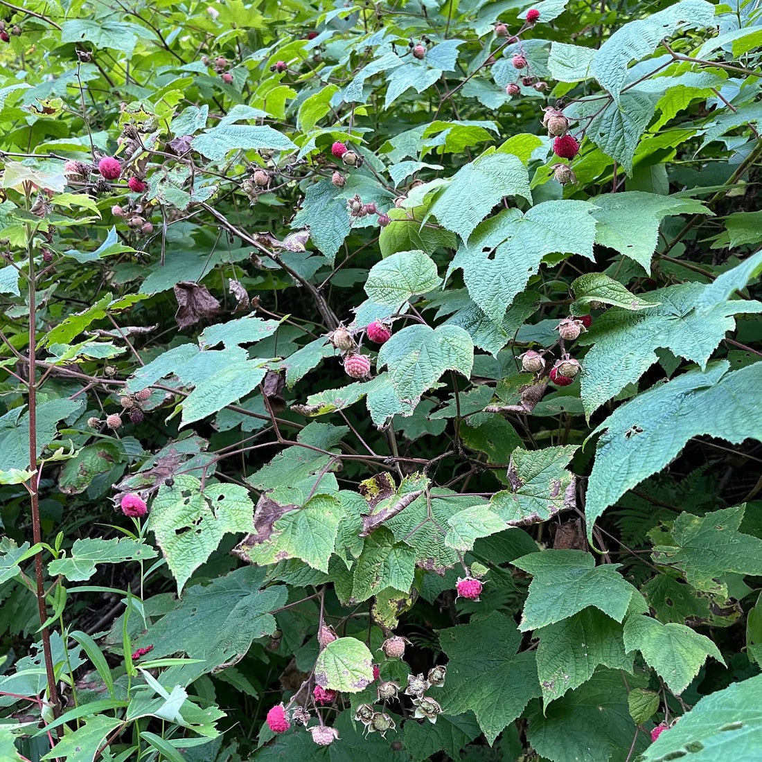 Ronce odorante – Jardins de l'écoumène