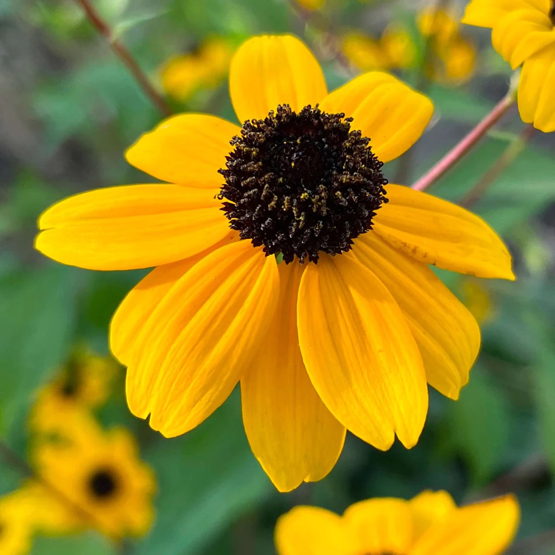 Rudbeckie trilobée