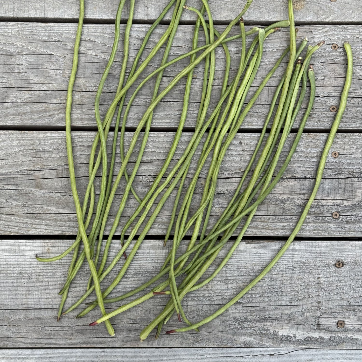 Haricot grimpant Kilomètre - Bio