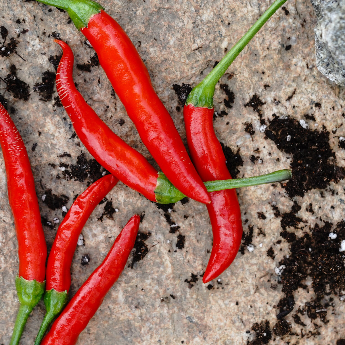Piri-Piri Chili Pepper - Organic