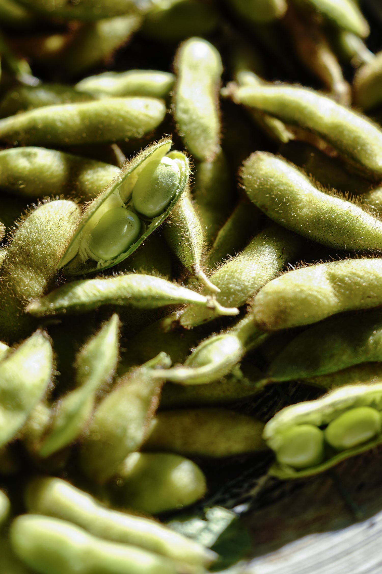 Soja edamame Envy - Bio