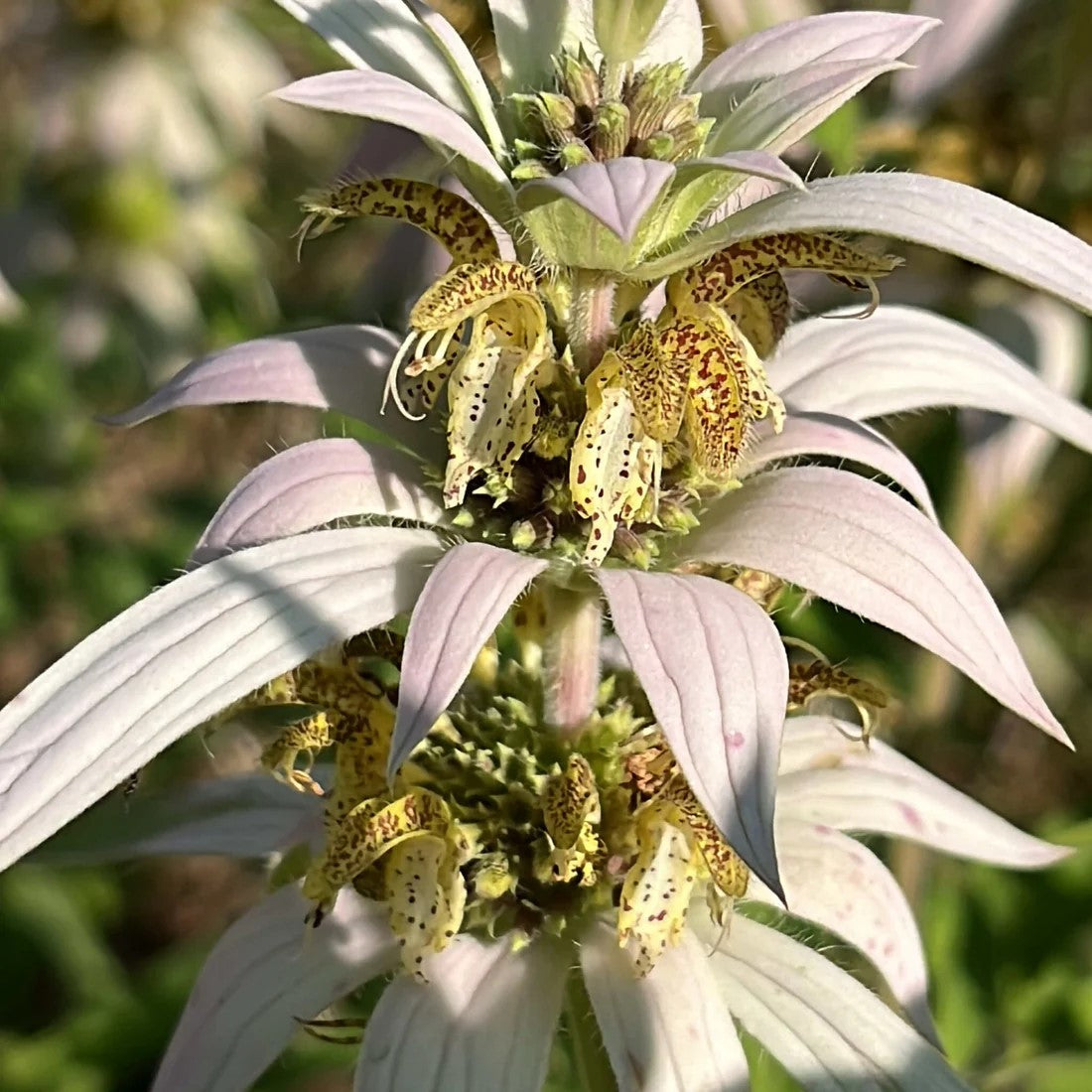 Monarde ponctuée