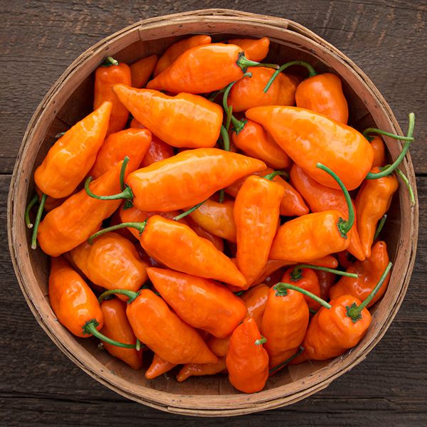 Piment Habanada - Bio