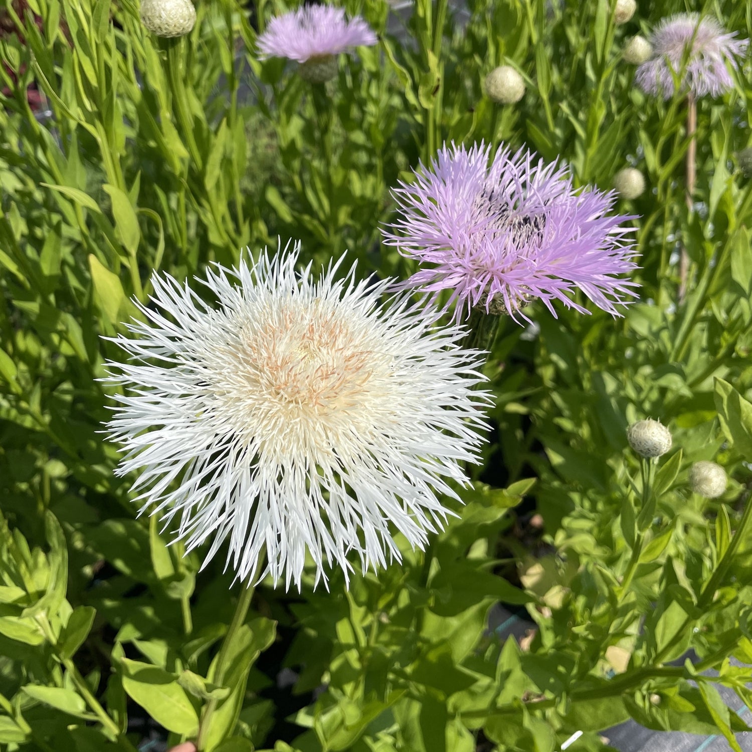 Centaurée Aloha - Bio
