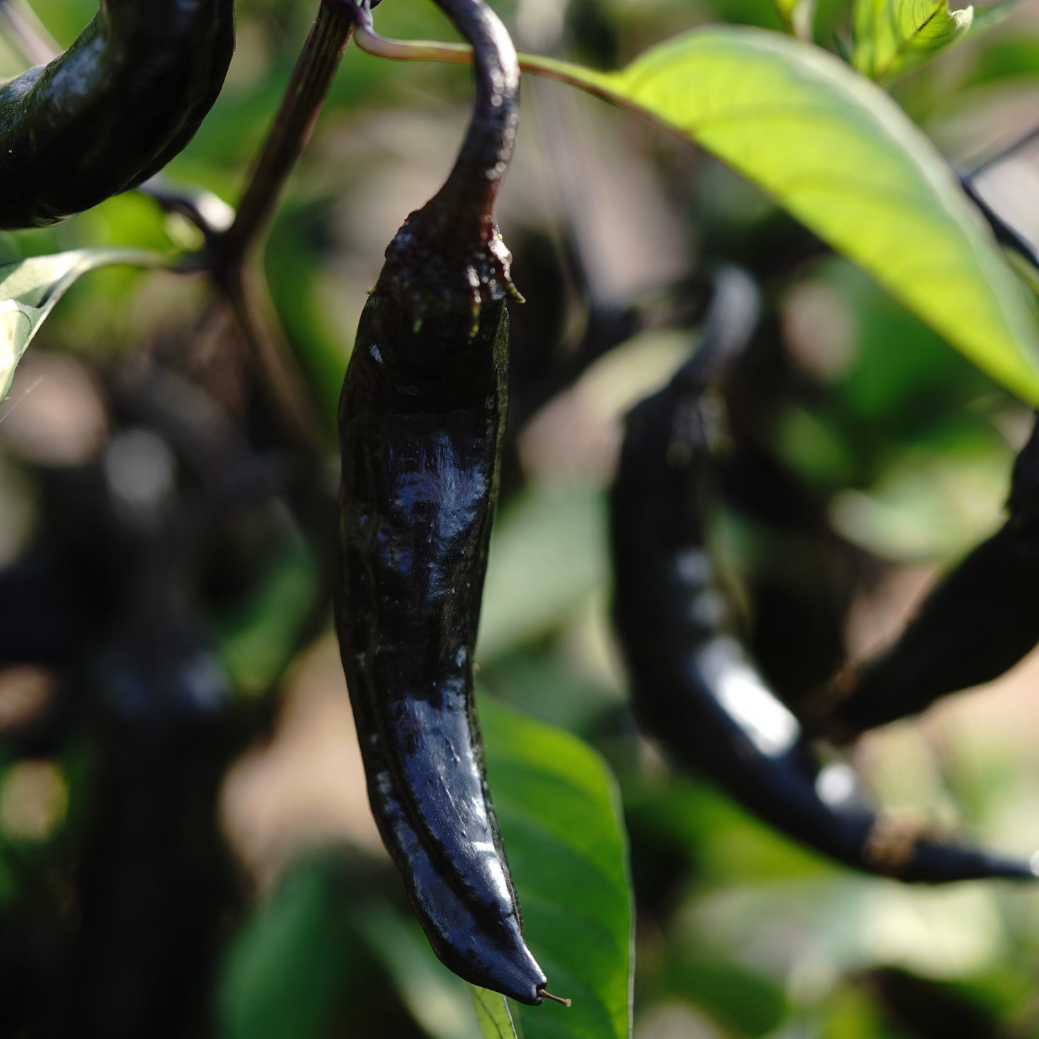 Poivron Murasaki - Bio