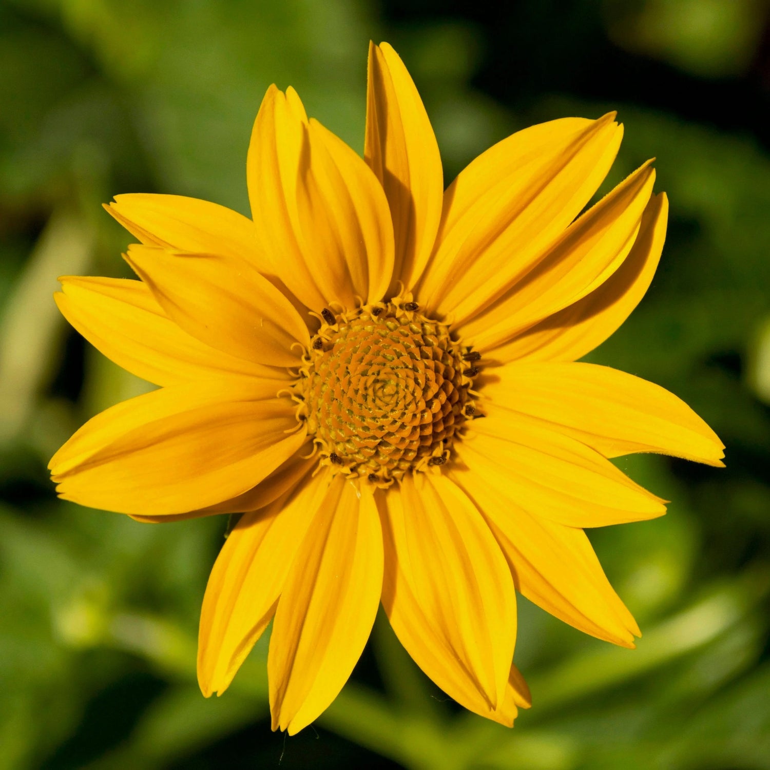 Héliopsis faux-hélianthe