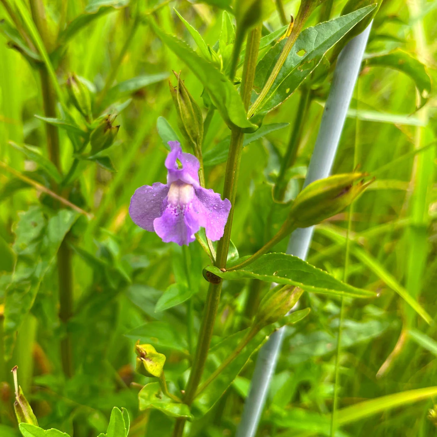 Mimule à fleurs entrouvertes