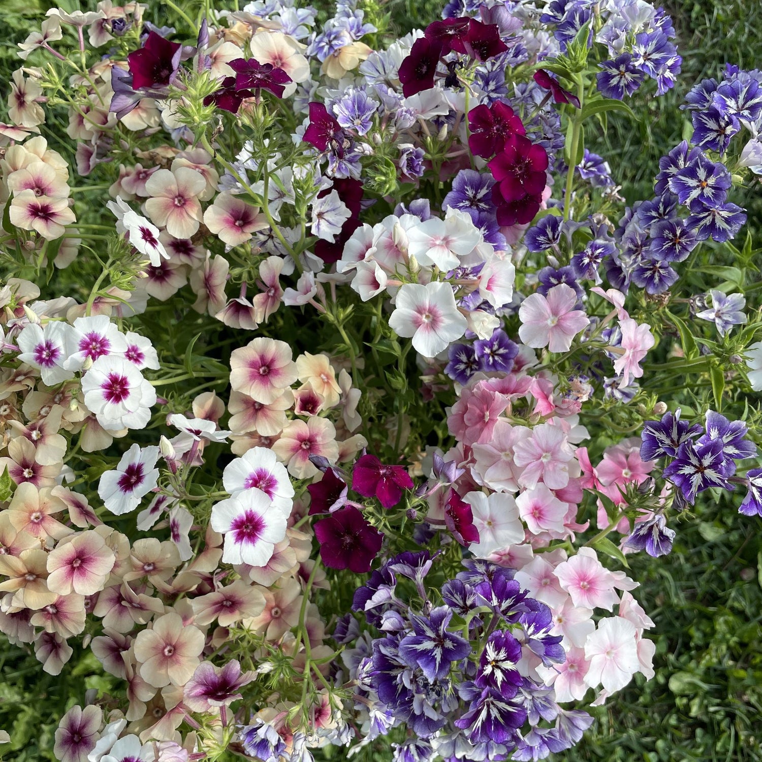 Annual Phlox – Organic