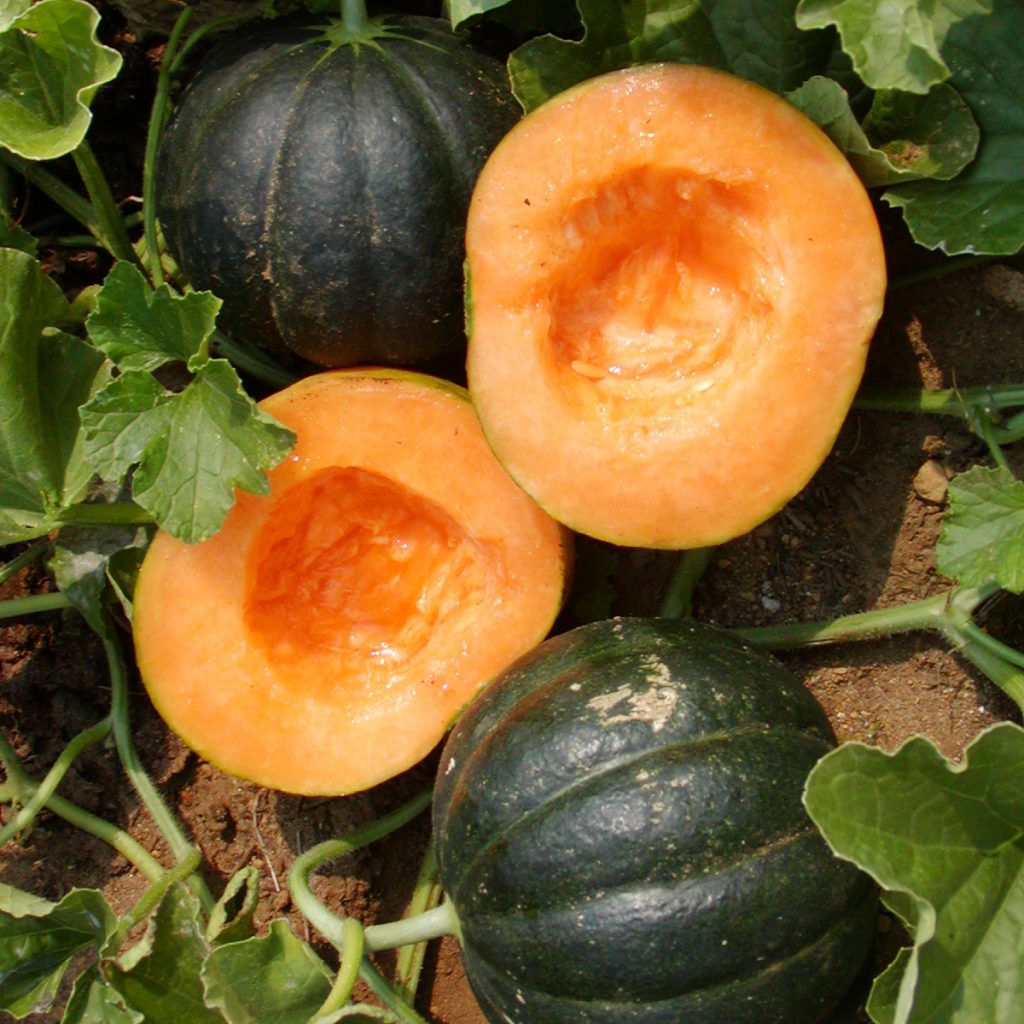 Melon Noir des Carmes Bio Jardins de l écoumène