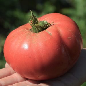 Tomate Italienne (type Beefsteak) Bio - La Boîte à Graines