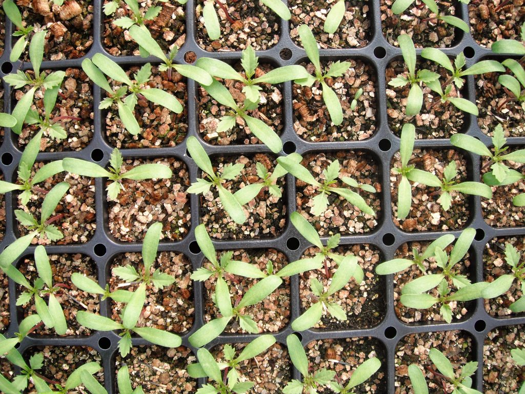Tapis chauffant pour plateaux de semis d'Hydrofarm - Jardins de l'écoumène