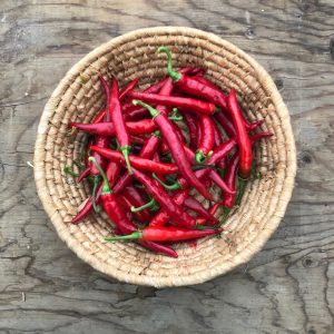 Plant de piment fort cheyenne – Les Jardins d'la Terre du rang