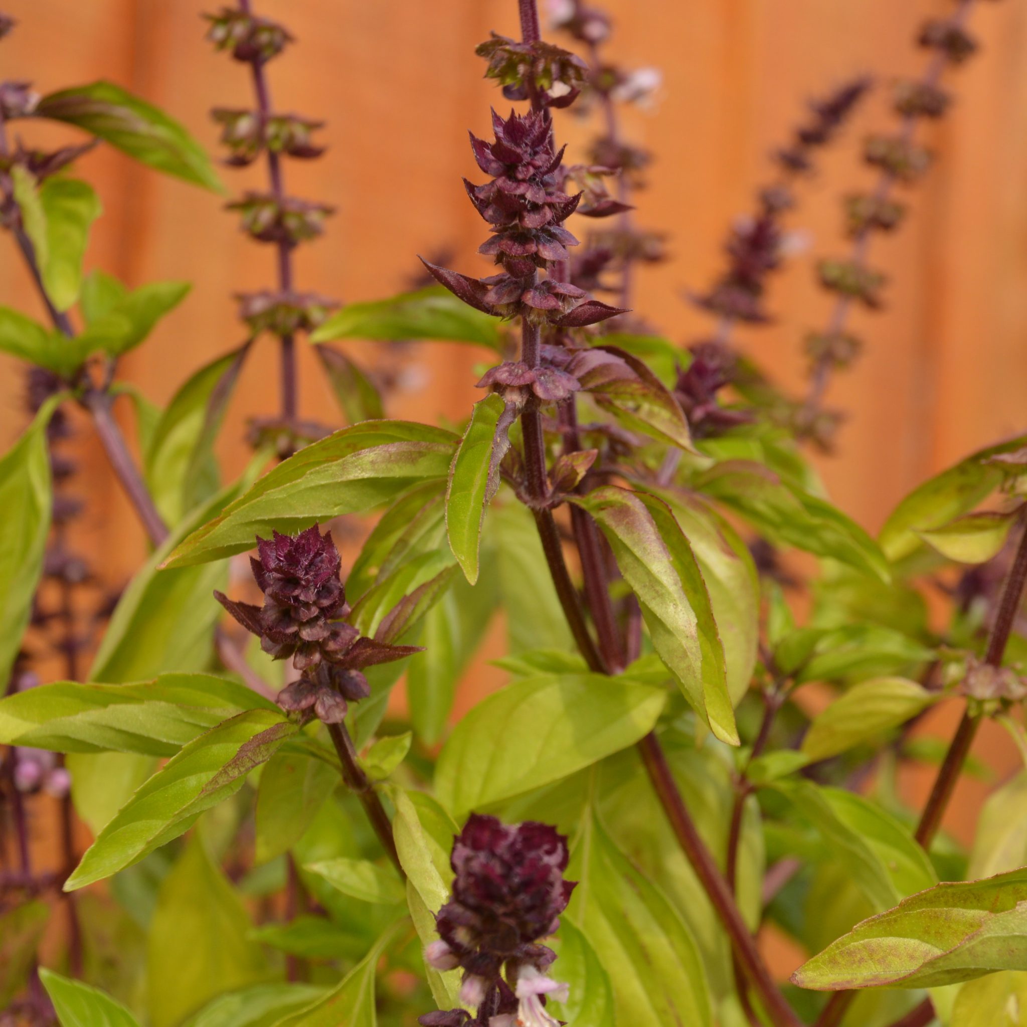 Thai Basil - Organic - Jardins de l'écoumène